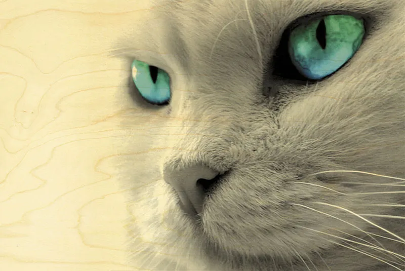hironwoods-cartes-postales-bois-chat-yeux-bleus-100x150mm image 1