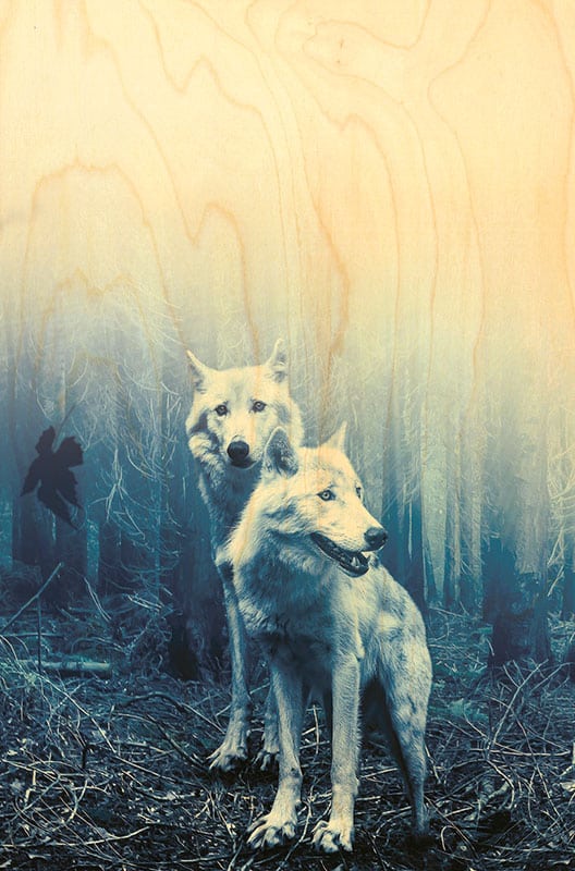 hironwoods-carte-postale-bois-loups-blanc-100x150mm image 1