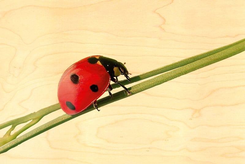 hironwoods-cartes-postales-carte-bois-coccinelle-tige image 1