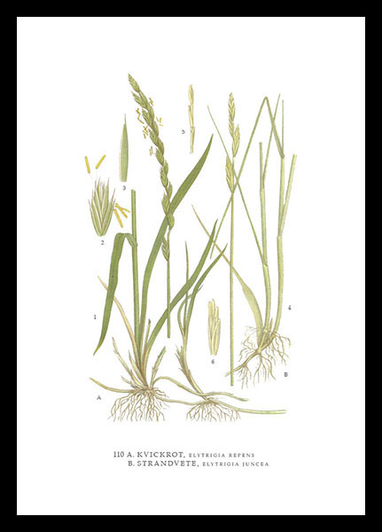 hugodesign-strandvete-poster-botanique-gramin-e image 1