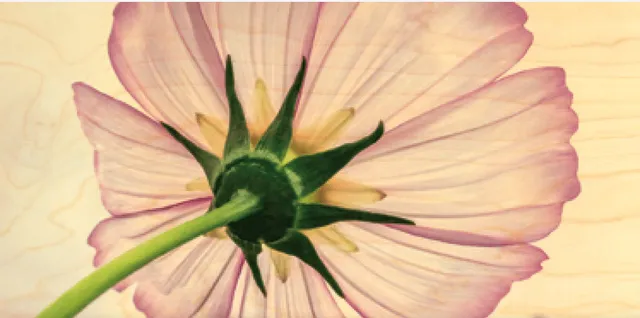 hironwoods-carte-bois-panoramique-fleur-cosmos-100x200mm image 1