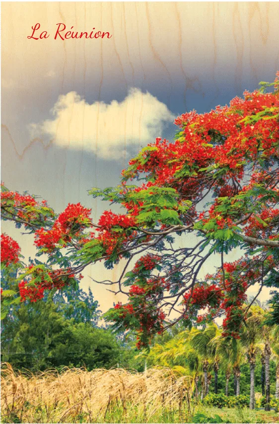 hironwoods-carte-postale-bois-r-union-bougainvillier-100x150 image 1