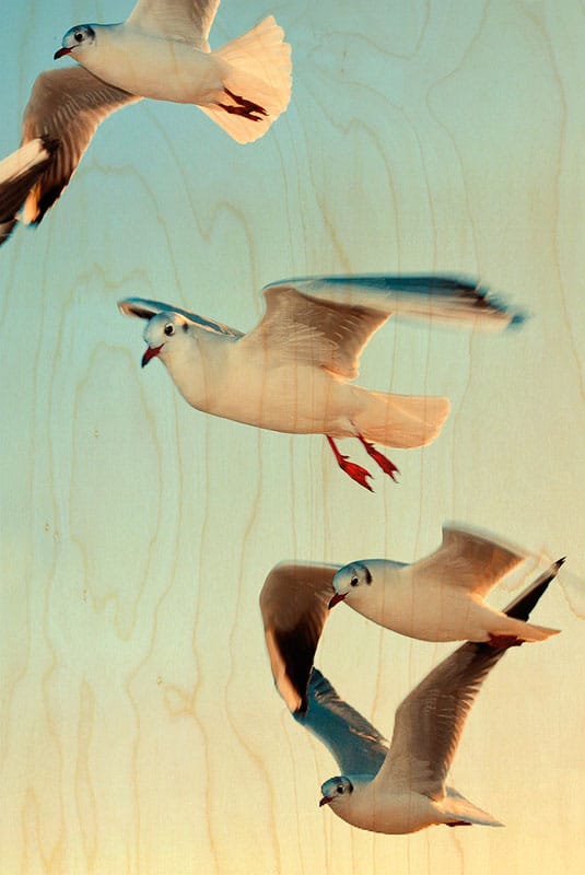 hironwoods-magnets-oiseau-vol-de-mouette-magnet-bois image 1