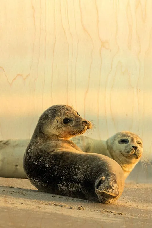 hironwoods-carte-postale-bois-phoques-plage-animaux-marins image 1