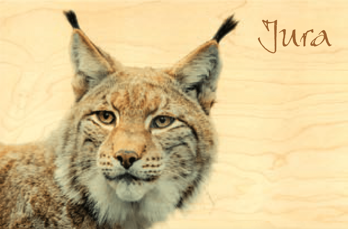 hironwoods-cartes-postales-lynx-portrait-carte-bois-jura image 1