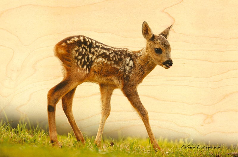 hironwoods-faon-cerf-carte-postale-bois-100x150mm image 1