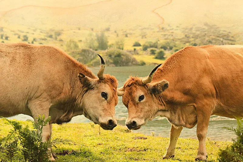 hironwoods-aubrac-carte-postale-bois-10x15-cm-vaches-combat image 1
