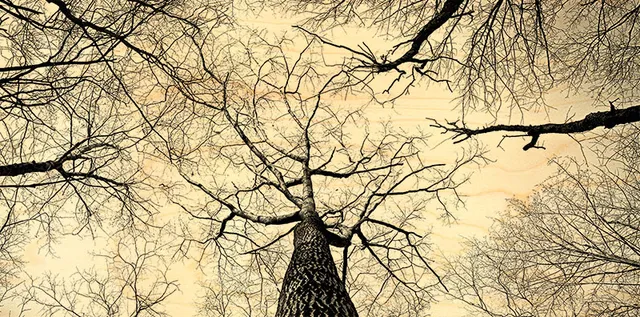 hironwoods-for-t-dessous-carte-bois-panoramique-100x200mm image 1