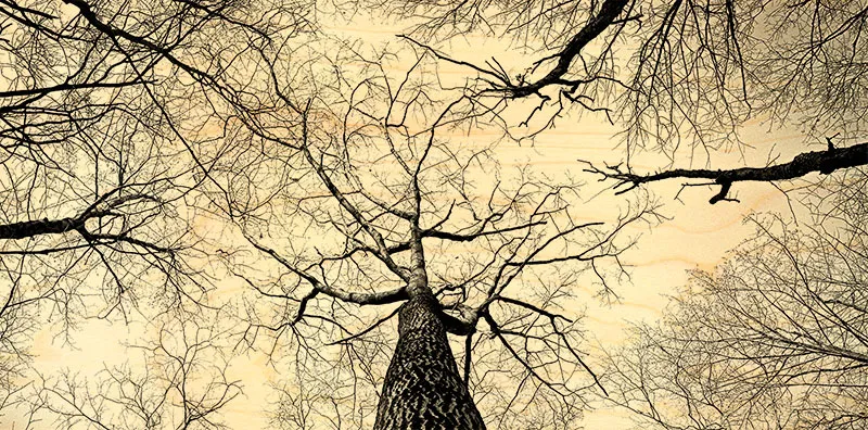 hironwoods-for-t-dessous-carte-bois-panoramique-100x200mm image 1