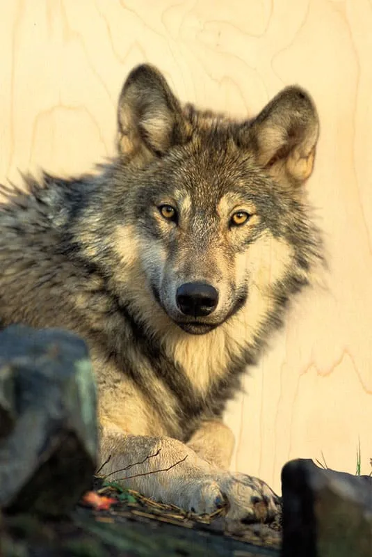 hironwoods-carte-postale-bois-loup-animaux-100x150mm image 1