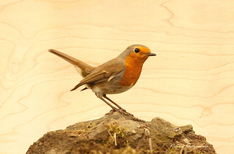 hironwoods-oiseau-jardin-rouge-gorge-carte-postale-bois-100x150 image 1