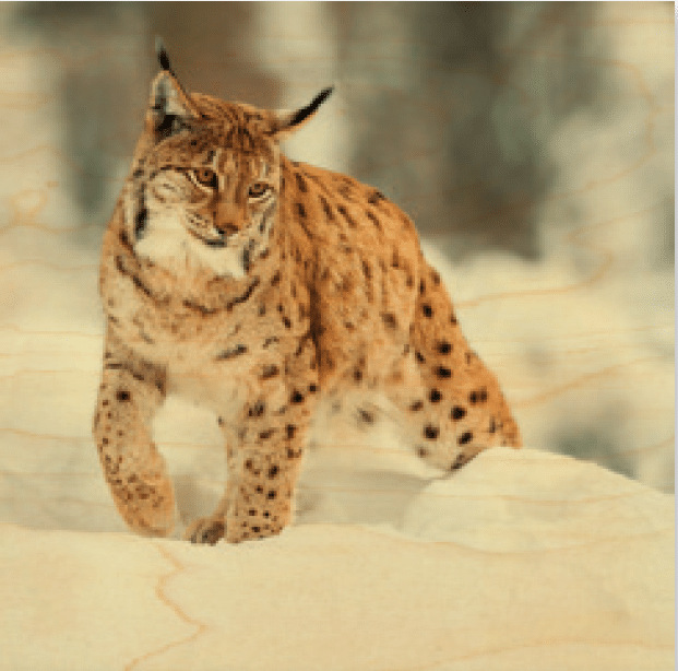 hironwoods-posters-en-bois-lynx-neige-poster-bois-300x300mm image 1