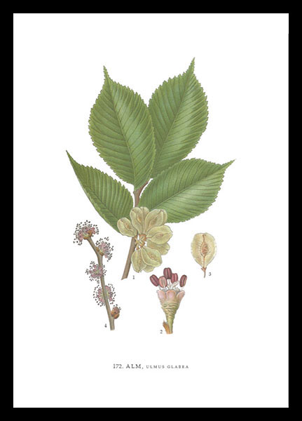 hugodesign-alm-affiche-botanique-orme-ulmus-glabra-lindman image 1