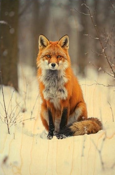 hironwoods-renard-face-carte-postale-bois-100x150mm-animaux image 1