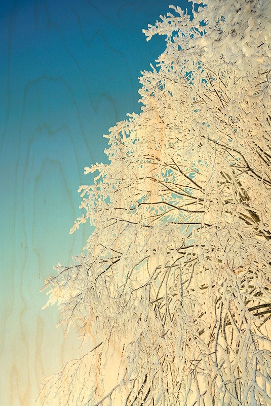 hironwoods-for-t-arbre-neige-carte-postale-bois-100x150mm image 1