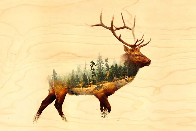hironwoods-carte-postale-bois-cerf-for-t-100x150mm image 1