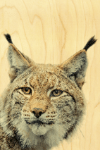 hironwoods-magnets-en-bois-lynx-t-te-magnet-carr-6x6cm image 1