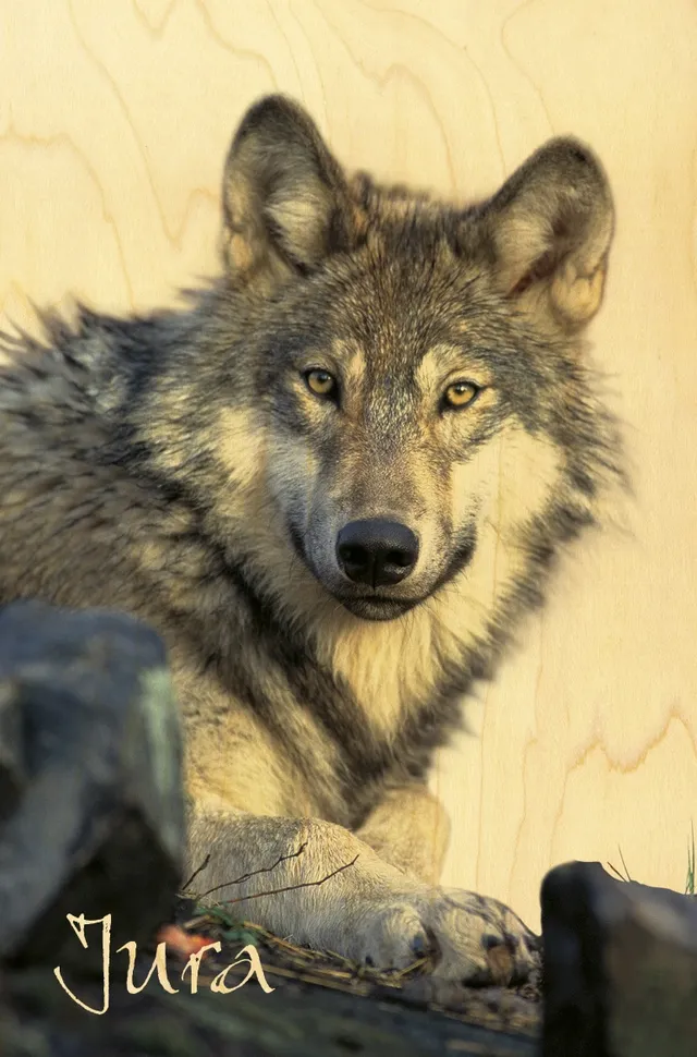 hironwoods-loup-portrait-carte-postale-bois-10x15cm-jura image 1