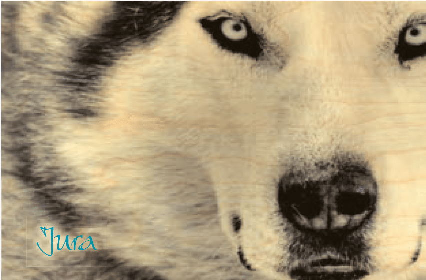 hironwoods-magnets-husky-gros-plan-magnet-bois-jura image 1