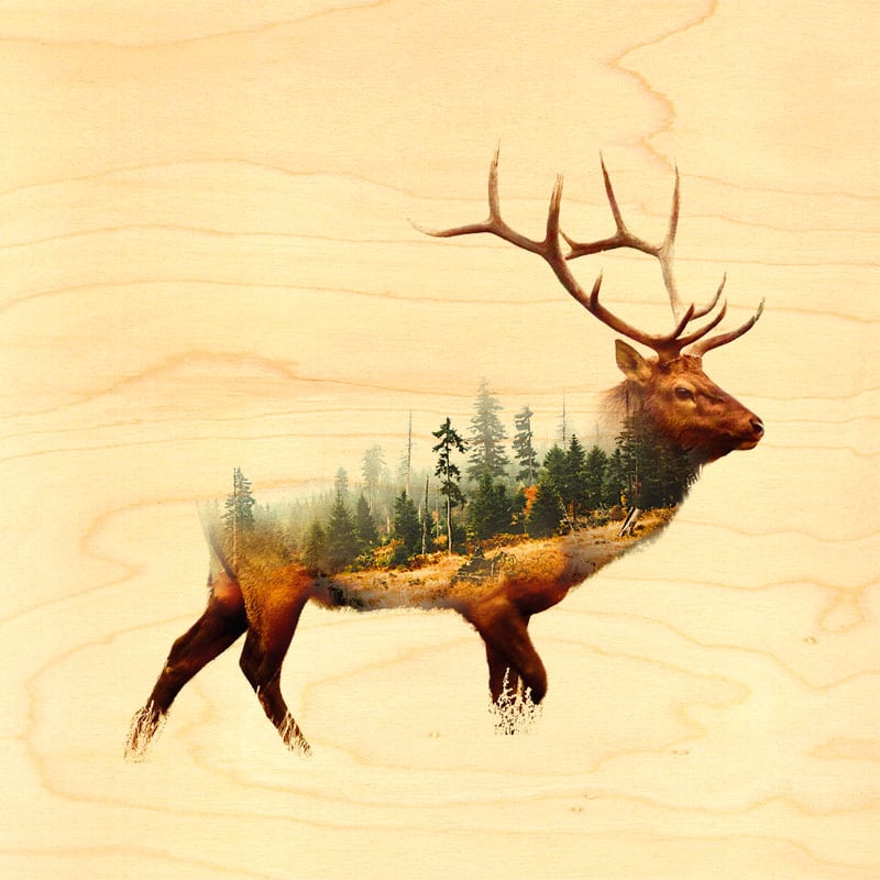 hironwoods-cerf-for-t-poster-bois-300x300mm image 1