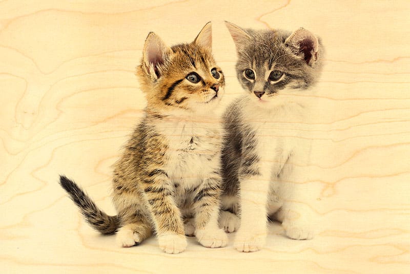 hironwoods-cartes-postales-deux-chatons-carte-bois-100x150 image 1