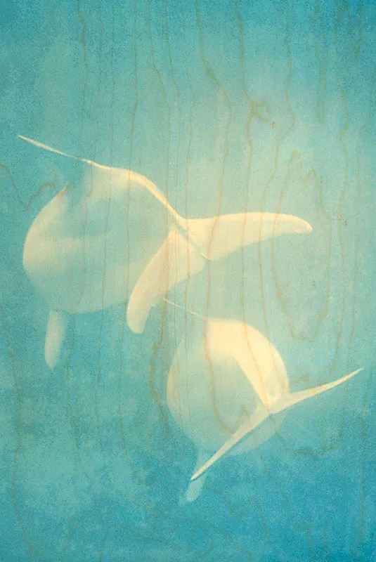 hironwoods-carte-postale-bois-dauphins-blancs-100x150mm image 1