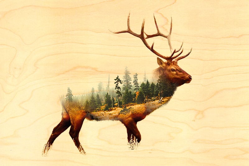 hironwoods-carte-postale-bois-cerf-for-t-100x150mm image 1