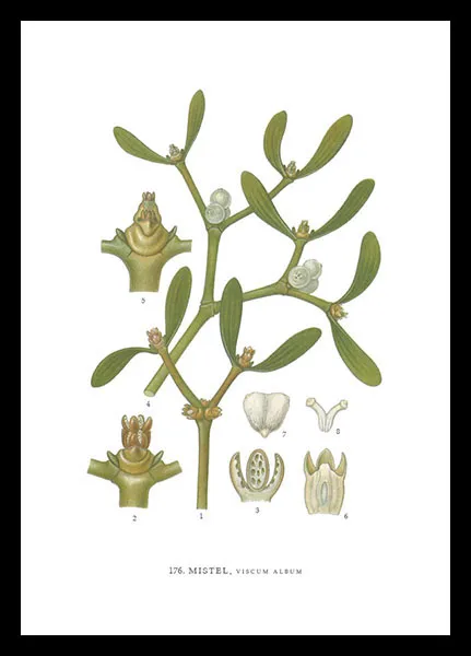 hugodesign-posters-mistel-poster-botanique-gui image 1