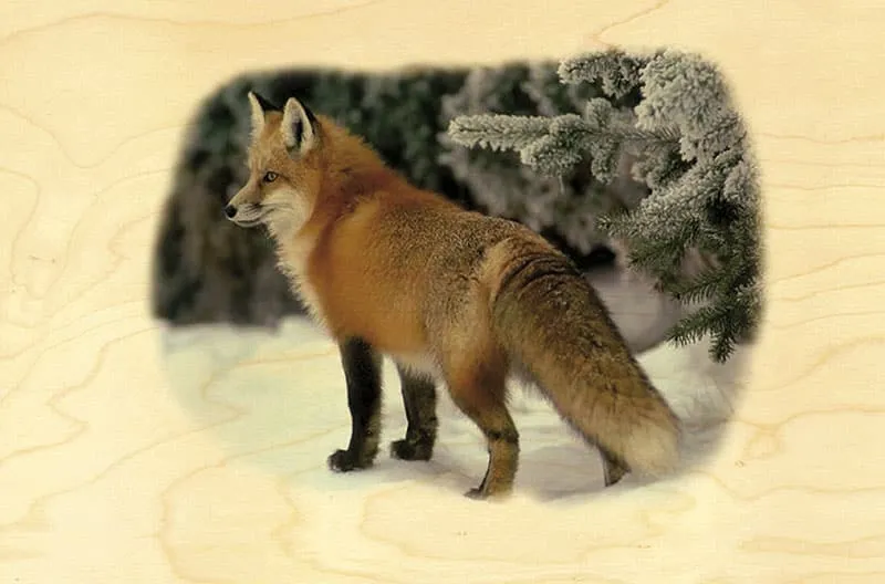 hironwoods-carte-postale-bois-renard-neige-animaux-100x150mm image 1