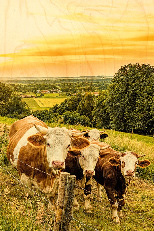 hironwoods-carte-postale-bois-vache-soleil-couchant-100x150 image 1