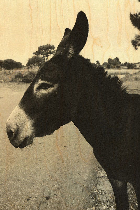 hironwoods-carte-postale-bois-ne-noir-blanc-100x150mm image 1