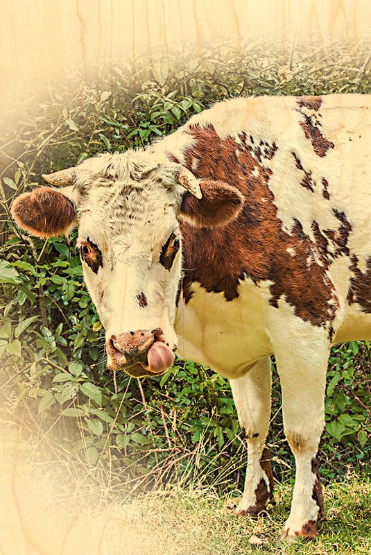 hironwoods-normande-carte-postale-bois-vache-de-face-100x150mm image 1