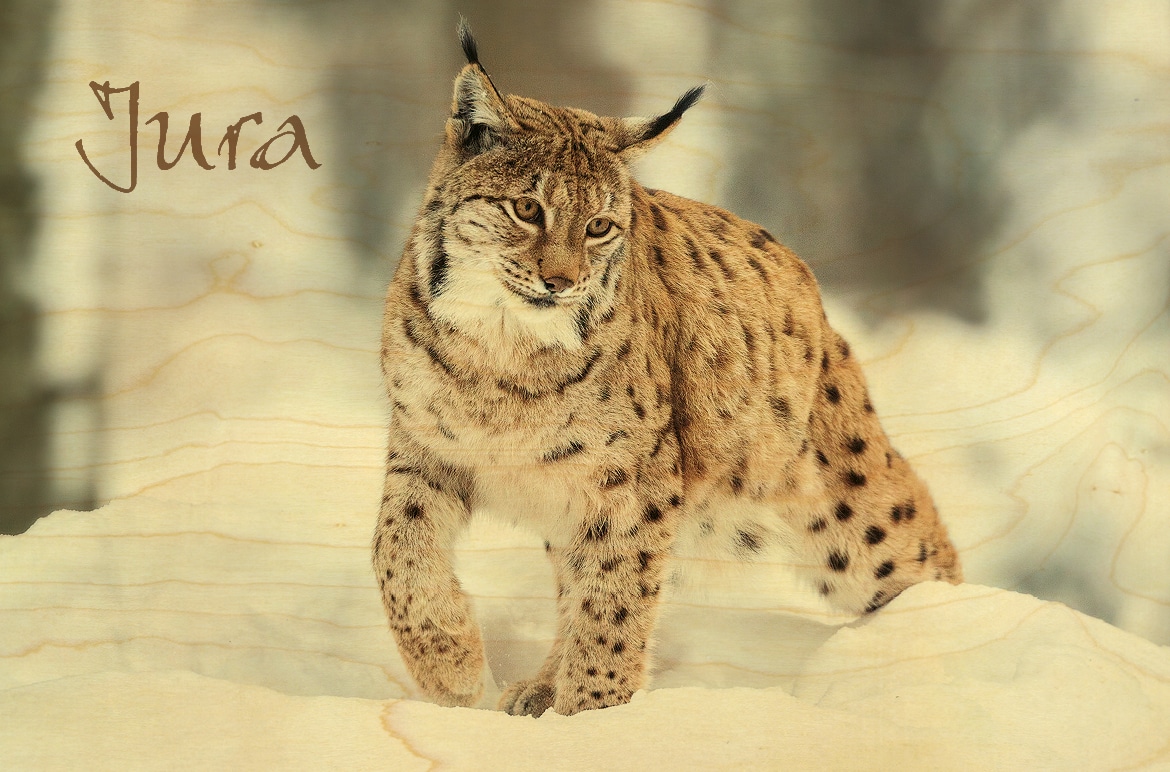 hironwoods-carte-postale-bois-lynx-neige-jura-10x15cm image 1