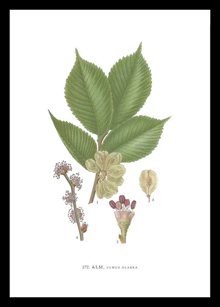 hugodesign-alm-affiche-botanique-orme-ulmus-glabra-lindman image 1