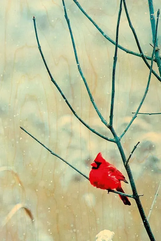 hironwoods-cardinal-carte-postale-bois-oiseau-jardin-100x150mm image 1