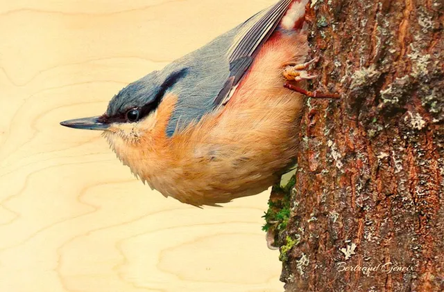hironwoods-carte-postale-bois-sitelle-oiseau-jardin-100x150mm image 1