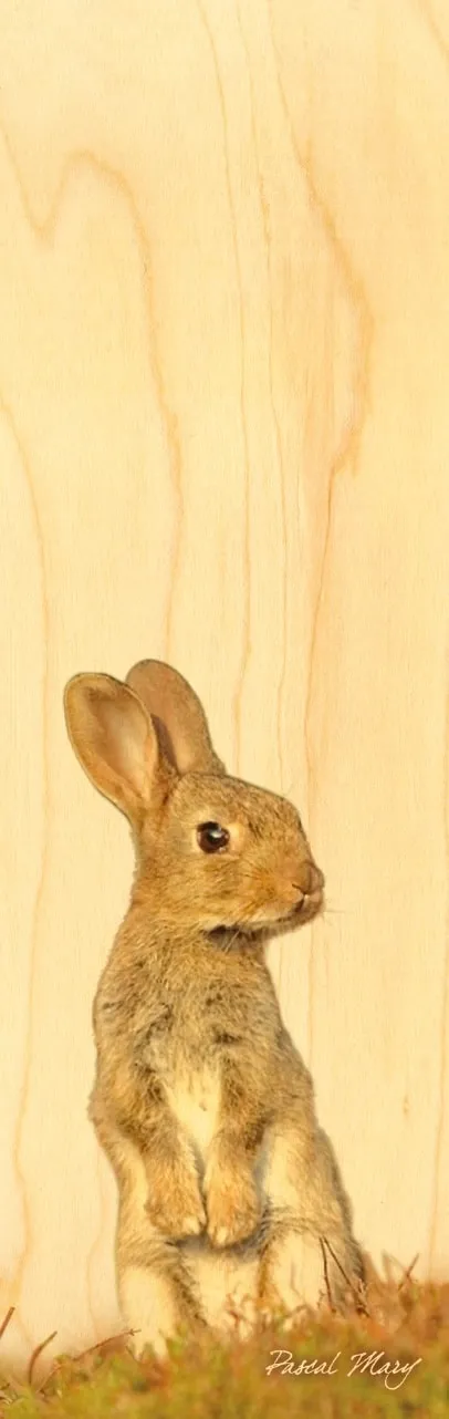 hironwoods-marque-page-bois-lapin-animaux image 1