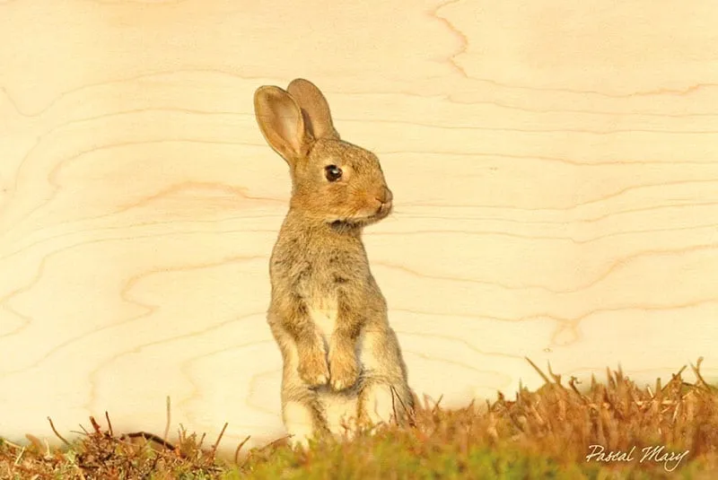 hironwoods-carte-postale-lapin-carte-bois-animaux-100x150 image 1