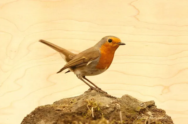 hironwoods-oiseau-jardin-rouge-gorge-carte-postale-bois-100x150 image 1