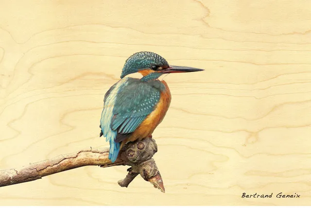 hironwoods-carte-postale-bois-martin-p-cheur-100x150mm image 1