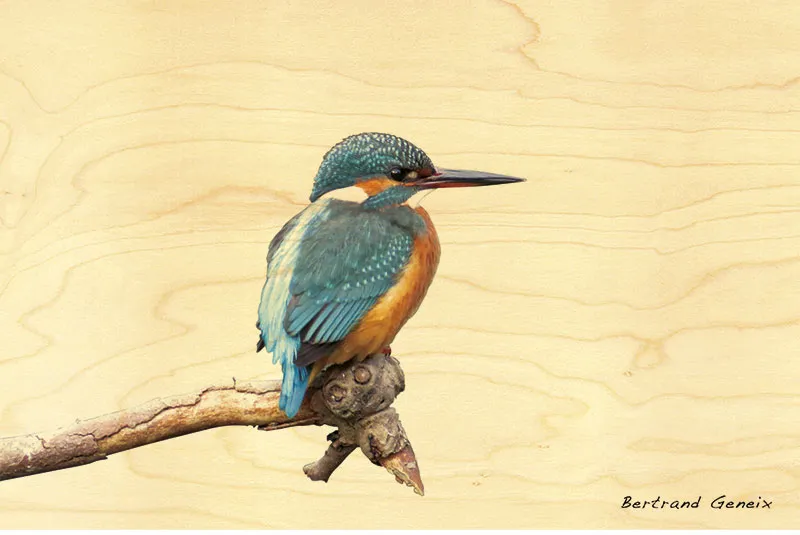 hironwoods-carte-postale-bois-martin-p-cheur-100x150mm image 1