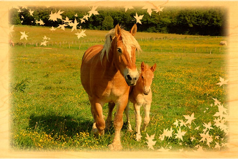 hironwoods-carte-postale-bois-cheval-comtois-10x15 image 1