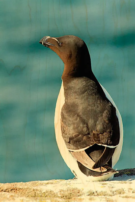 hironwoods-pingouin-dos-carte-postale-bois-100x150mm image 1