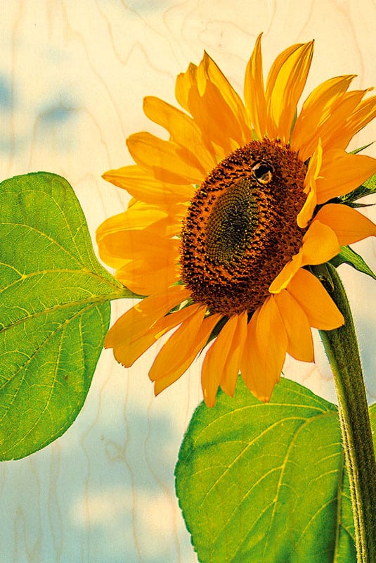 hironwoods-tournesol-solo-carte-postale-bois-100x150mm image 1