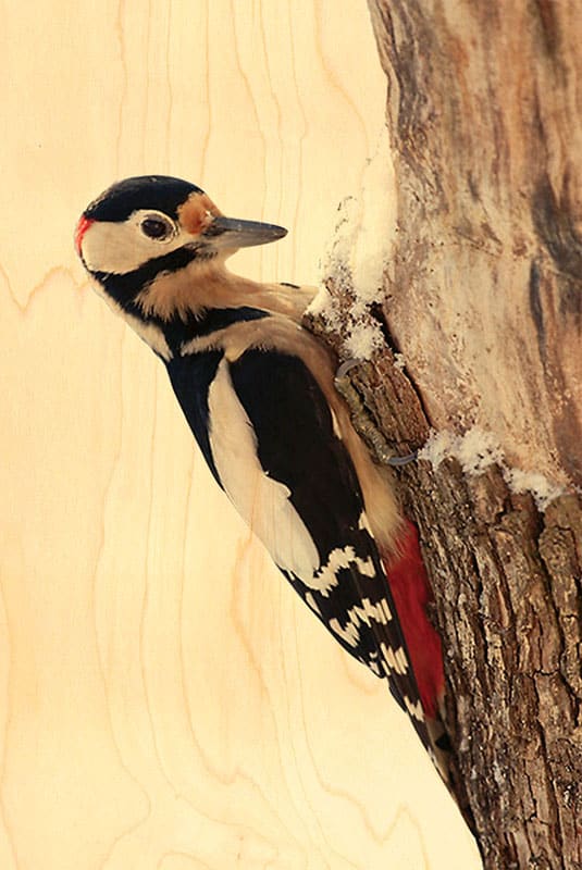 hironwoods-magnet-bois-oiseau-jardin-pic-peiche-frigo image 1