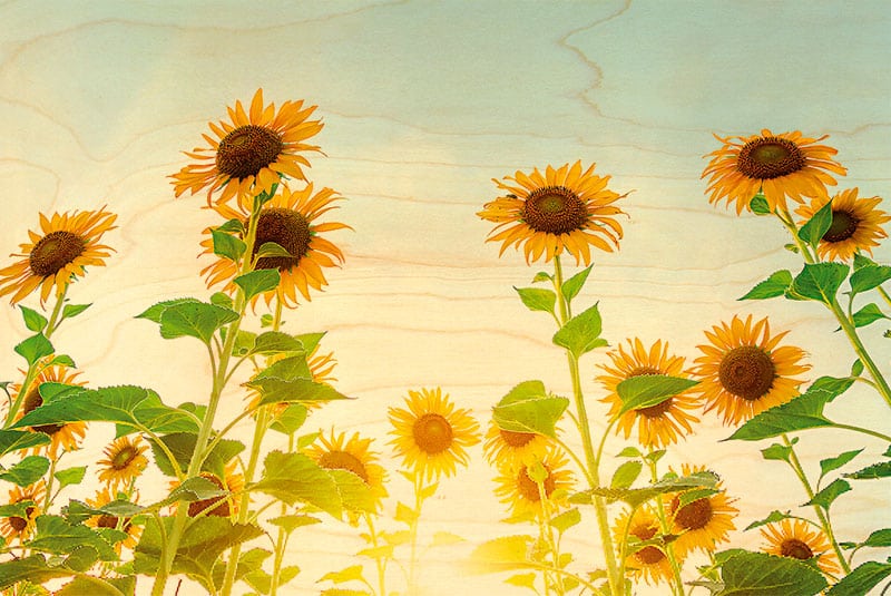 hironwoods-carte-tournesols-carte-postale-bois-100x150mm image 1