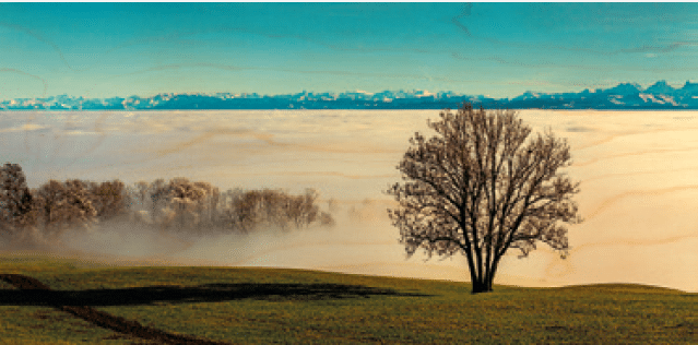 hironwoods-carte-bois-panoramique-arbre-brouillard-100x200mm image 1