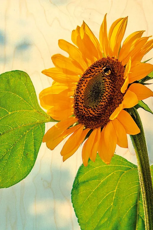 hironwoods-tournesol-solo-carte-postale-bois-100x150mm image 1