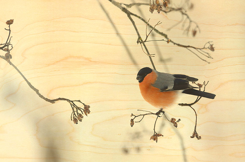 hironwoods-cartes-postales-bois-carte-oiseau-bouvreuil-100x150mm image 1