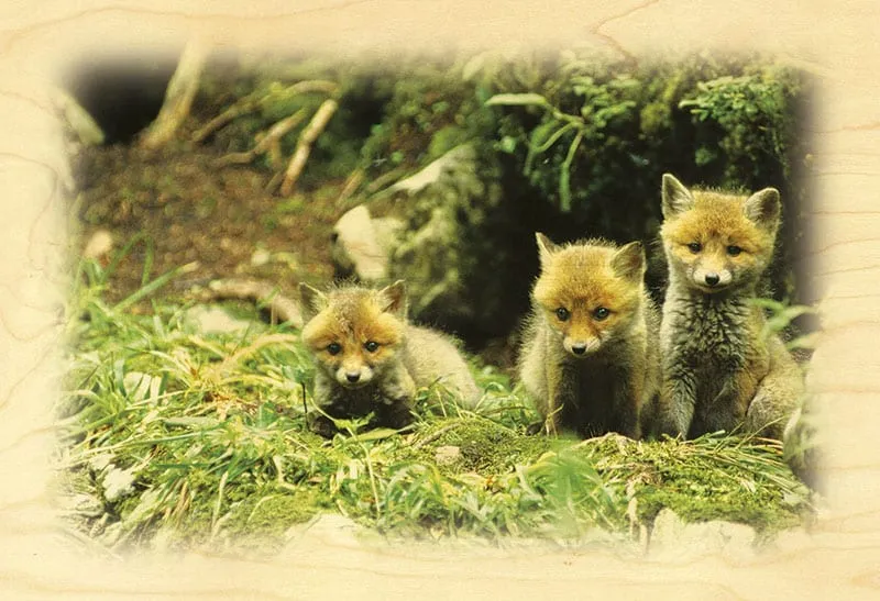 hironwoods-renardeaux-carte-postale-bois-10x15-cm image 1